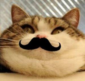 Just a Cat with a Moustache