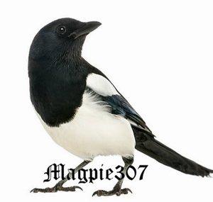 magpie307