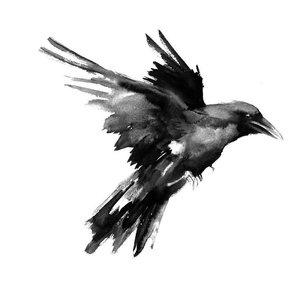 Texas Jackdaw