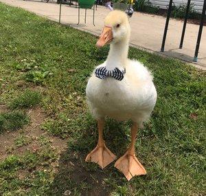 Chicken HQ