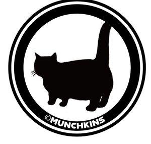 Cute Cats Munchkins' TV