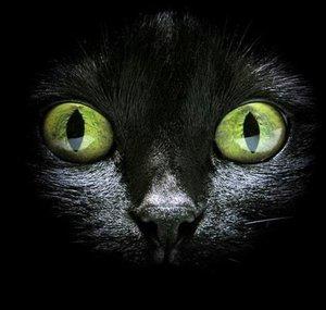 Felis Barcinonensis