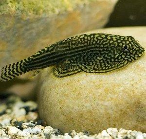 Fish Tank Family