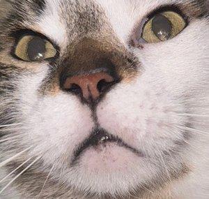 mae