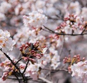 Sakura Vlogs