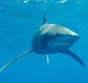 Sharkie Holland