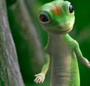 warblinggecko