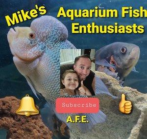 Aquarium Fish Enthusiasts