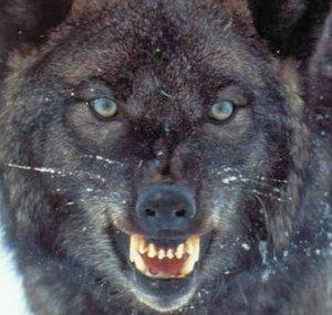 BlackWolfs Den
