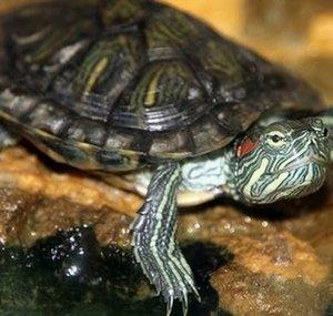 Trey's Turtle