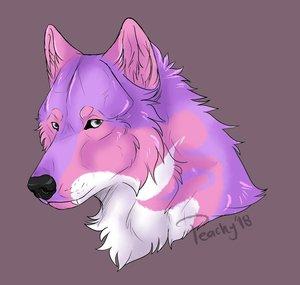 Kataria Wolf