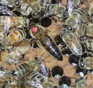 New River Honey Bees