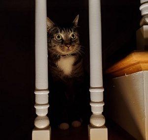 SomeToastedCat