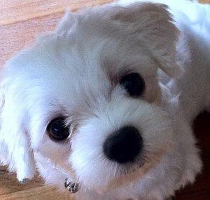 Alfie Teh