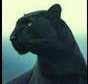 Black Leopard Crochet