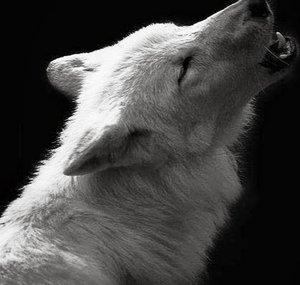 Darks Wolves