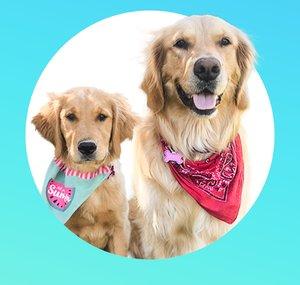 Life with Goldens  