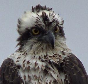 Osprey Momma