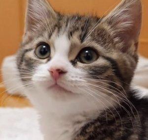 Pretty Cat 
