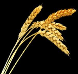 Wheat