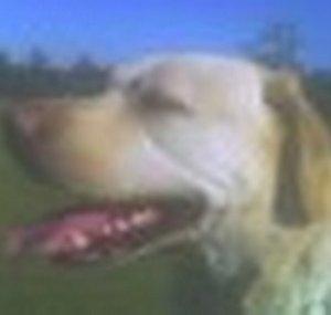alargedog