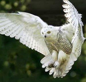 TheWinterOwl