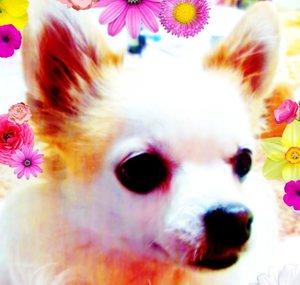 mi han