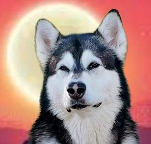 Tonka the Malamute AKA WaterWolf