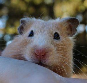FuzzyPolkaDot