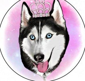 Meeka The Husky