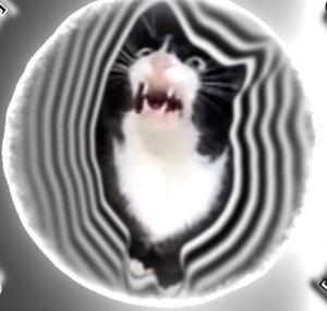 ctbrs_rytp [Кот Борис RYTP]