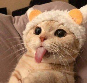 fuzzivi