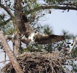 Lake Murray Osprey