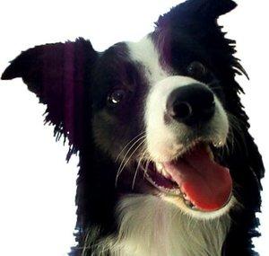 NanaBorderCollie