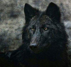 The_WolfLP
