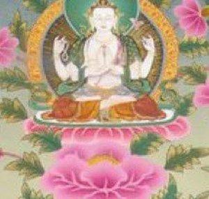young lotus