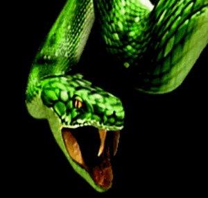 🐍Osvald Snake Renovatio Ferrari🐍