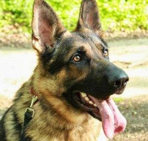 Ralph dogs channel