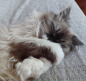 GrayFur