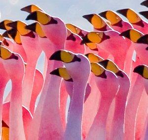 SoManyFlamingos