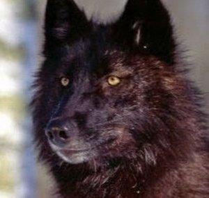 Black Dog
