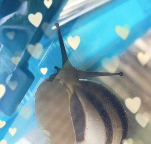 Levi’s Snails