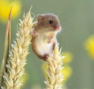 MouseyPC