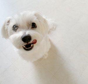 Pai Mei