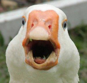Dolan Darkest