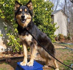 TalentedK9Tonya