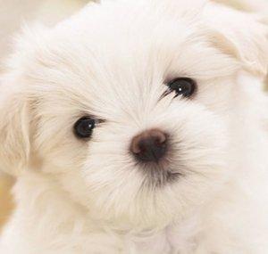 Bella the Maltese