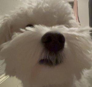 daisydog