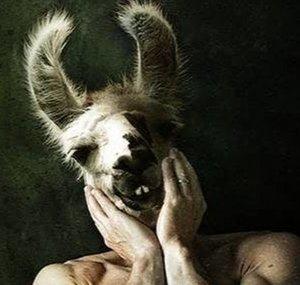 Lama CZ