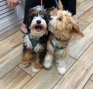 Loki and Luna Cavapoo Puppies
